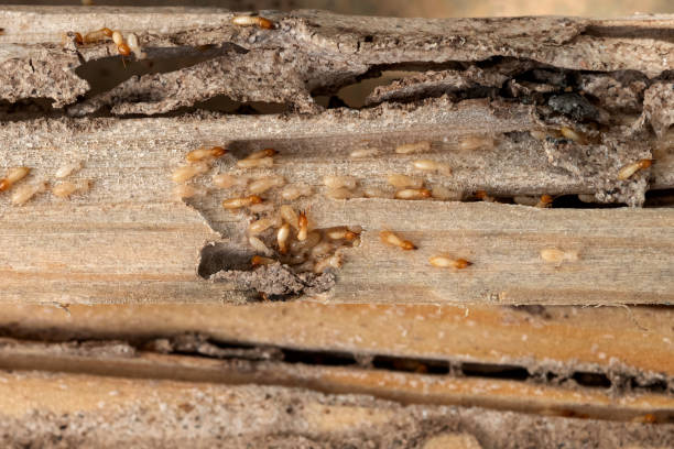 Best Insect Control  in Brookville, PA